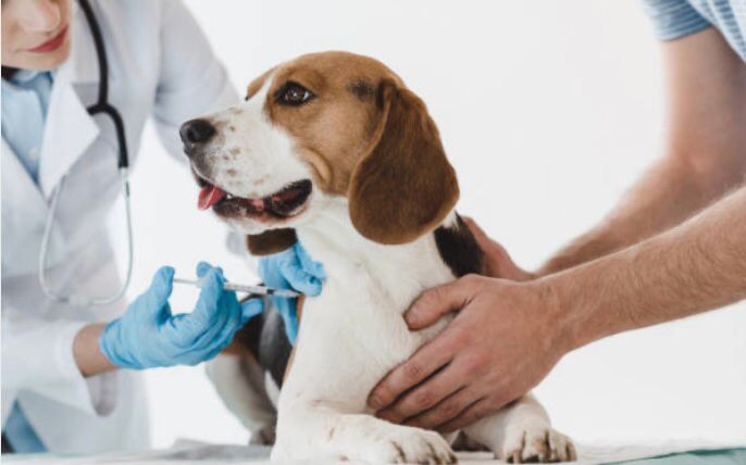  Dog Vaccination Drive Against Canine Parvovirus – West End Site