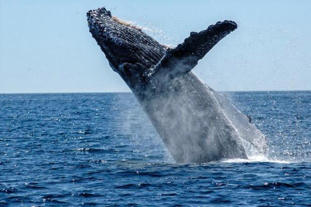  Whale Watching Season In Full Effect Ministry Issues Warning