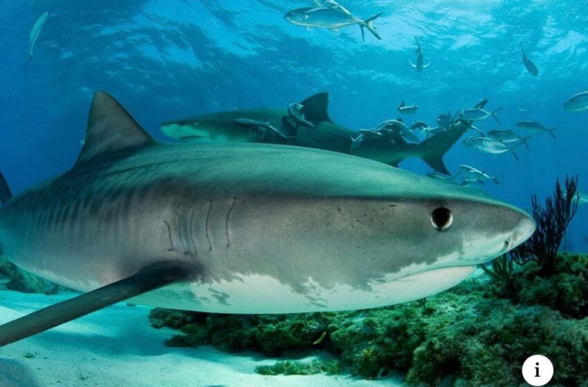  Government moves to protect sharks and manta rays