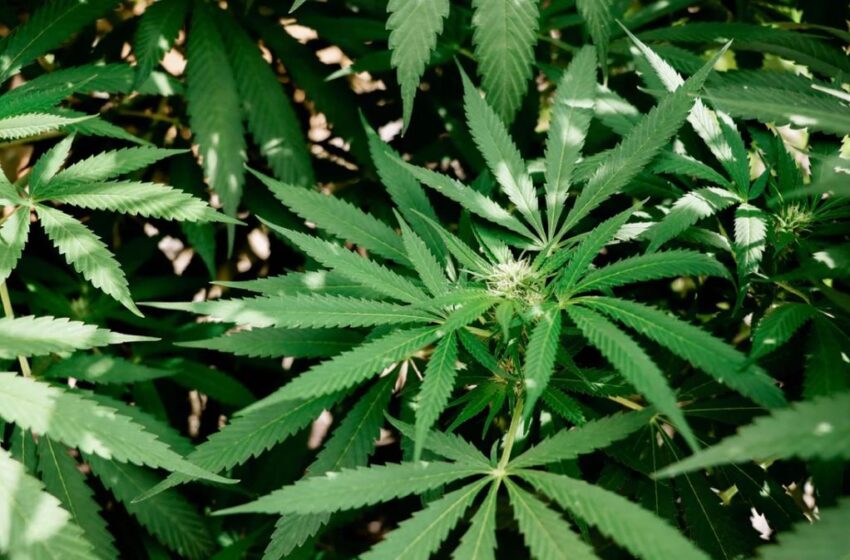  House Passes Cannabis Legalization Again   