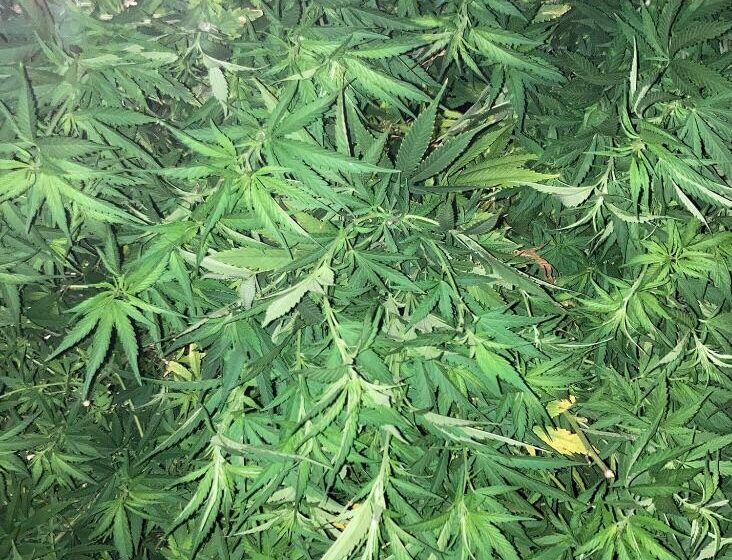  Signifficant Number of Cannabis Plants Seized