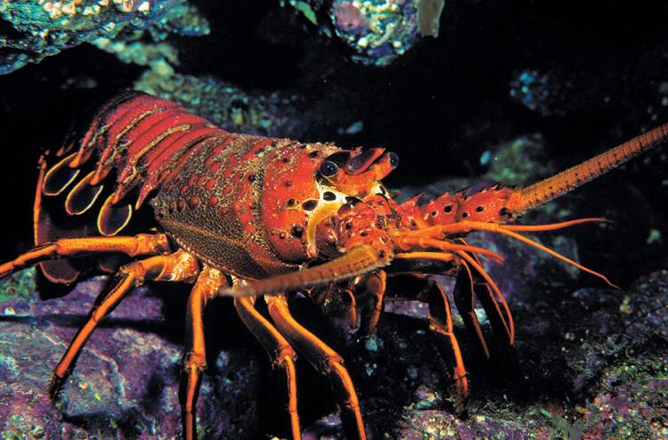  Bermuda’s Lobster Season 2022-23 Opens Today