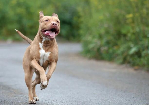  Government to Address the Growing Number of Pitbull-Related Incidents    