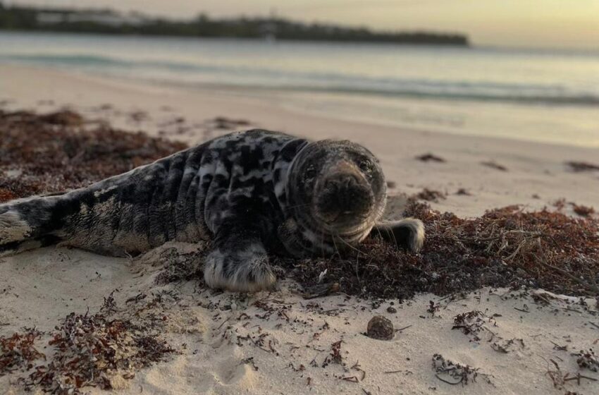  Sunrise Drama as Young Seal Rescued BZS