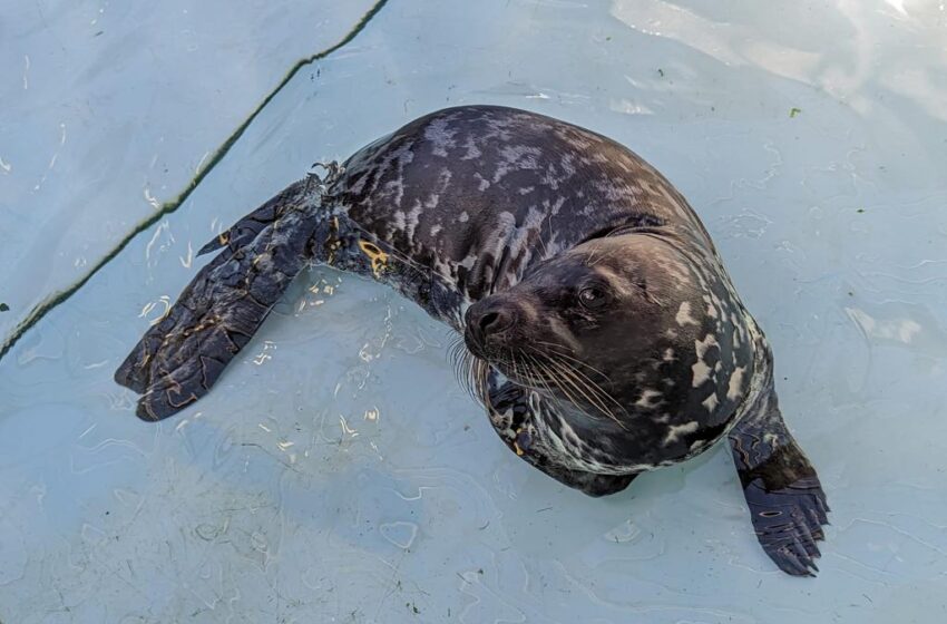  Grey Seal Pup Officially Named “Northlands”