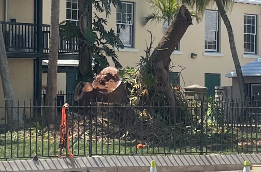  City of Hamilton Remove Historic Tree