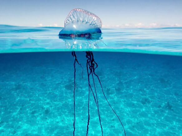  Public Warning of Increased Presence of Portuguese Man of War at South Shore Beaches