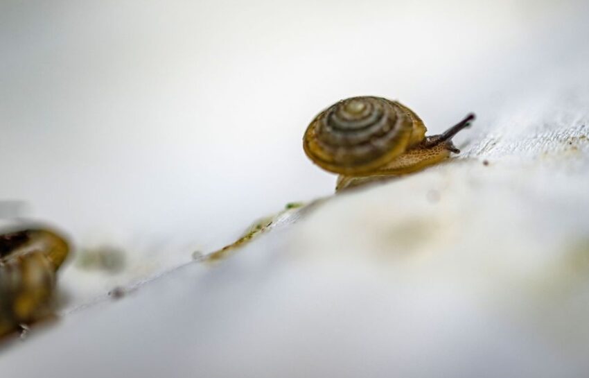  CNN Documentary on the Reintroduction of Endemic Snails to Bermuda Airing This Weekend   