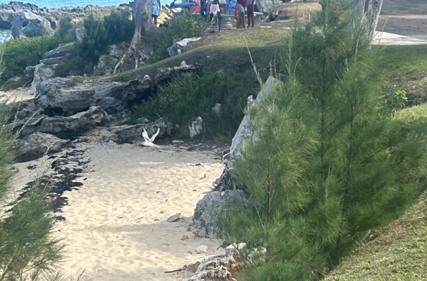  ANOTHER SCORCHER: Bermuda Swelters Under Unseasonal Heat