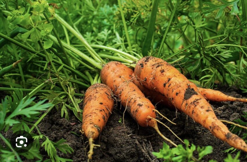 Thieves Target D.R. Farm in Overnight Carrot Theft