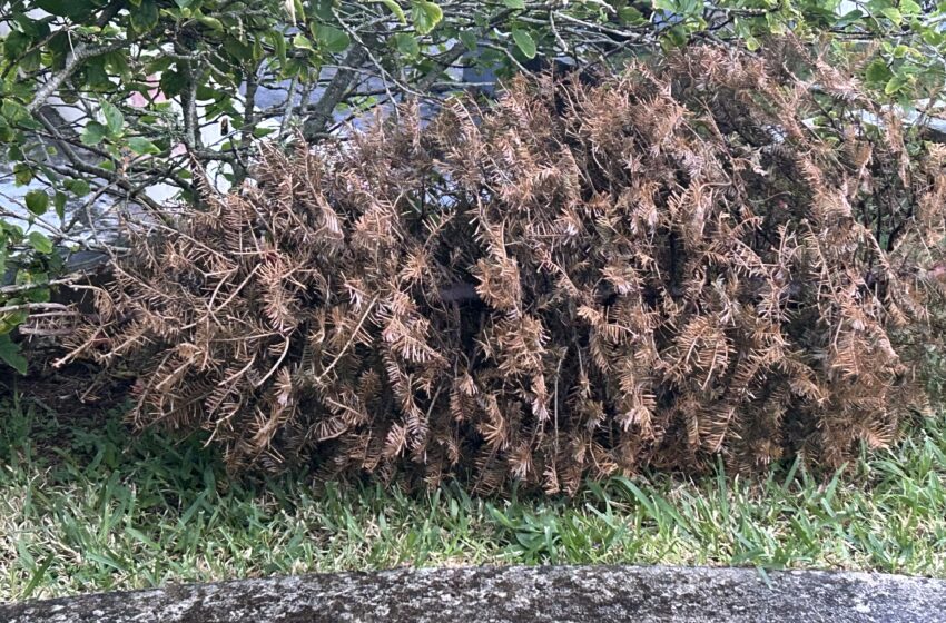  Christmas Tree Collection Reminder