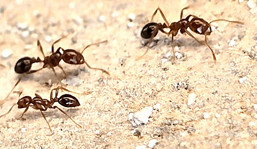  Second Discovery of Fire Ants Calls for Public Vigilance